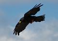 In volo